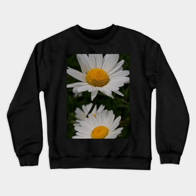 Ox-Eye Daisies Crewneck Sweatshirt by Celtic Morrigan